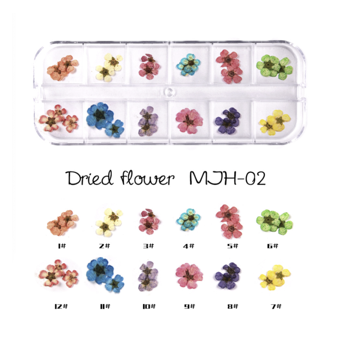 DAFFODIL - DRY FLOWERS